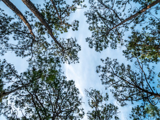 Looking up Tree Trunk with Blue Skies at Sunset