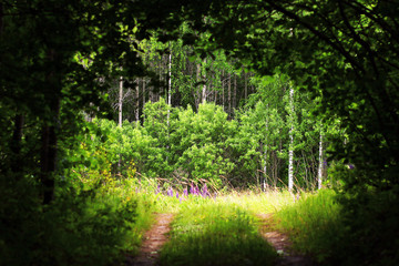 The hidden road in the wood. Secret path in the forest.