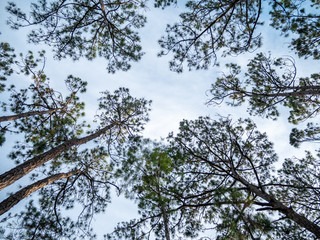 Tall Trees With Clear Skies and Green Leafs