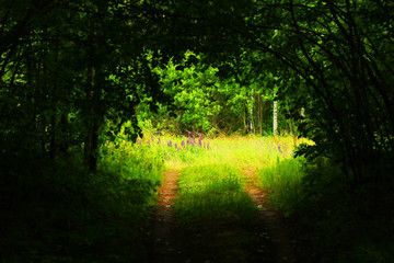 Fototapeta na wymiar The hidden road in the wood. Secret path in the forest.