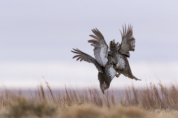 Two male Sharptail Grouse fighting on the lek.