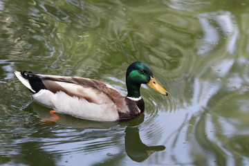 duck on the lake