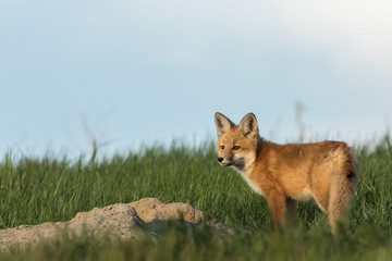 Naklejka na ściany i meble Fox pup standing outside of the den.