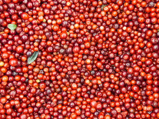 Frozen cranberry background