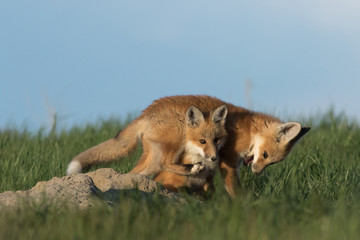 Two fox pups playing outside of the den.