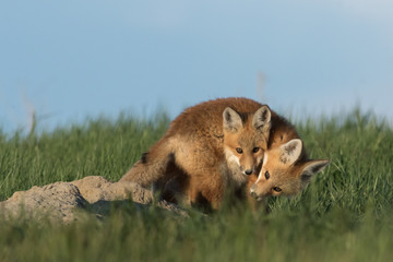 Red fox pups playing with one another.