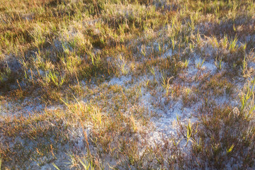 Grasses on white soil