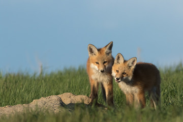 Beautiful fox pups standing outside of their den.