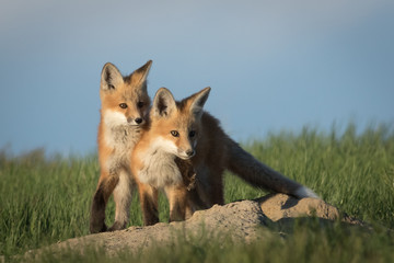 Two Red Fox kits showing some brotherly love.