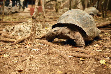 Large Galapagos tortoise Prison island Tanzania Zanzibar