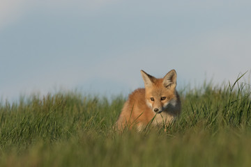 Little fox walking around its den.