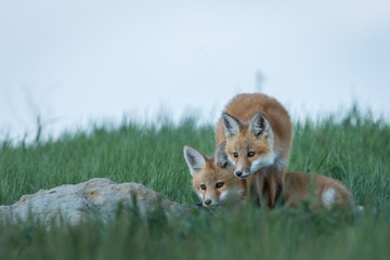 Fox pups exploring life outside of the den.