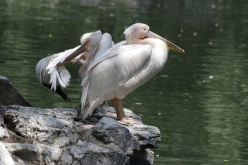 American white pelican on the lake
