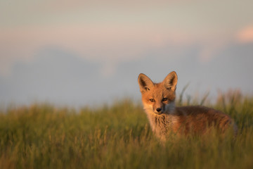 Portrait of a young fox pup.