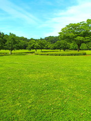 初夏の草原と林風景　21世紀の森と広場