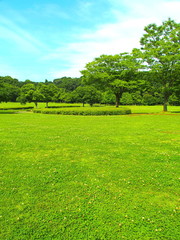 初夏の草原と林風景