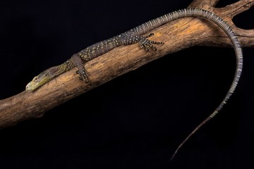 Naklejka premium Crocodile monitor (Varanus salvadorii)