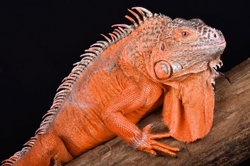 Green iguana (Iguana iguana)