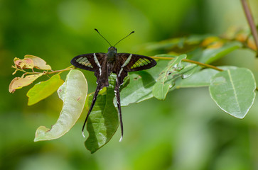 Lamproptera curius curius : White Dragontail, Beautiful Butterfly