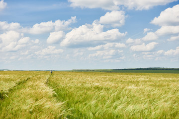 young wheat field as background, bright sun, beautiful summer landscape