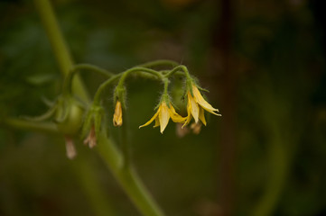 Tomato Flowers