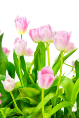 Pink tulip on a white background.