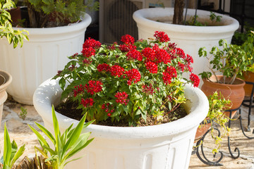 Blooming Pentas flowers in white plant pot