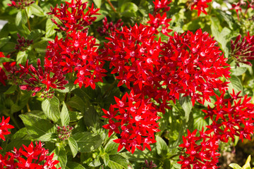 Blooming Pentas flowers