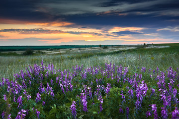 Naklejka premium beautiful sunset is in the field, wild flowers and grass, sunlight and dark clouds
