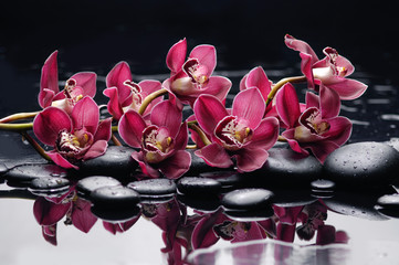 branch red orchid on black stones reflection 