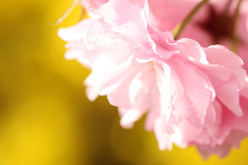 pink spring flowers
