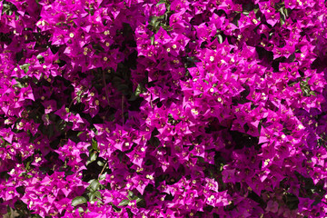 Fototapeta premium Closeup of Bougainvillea flowers