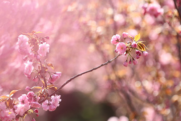 pink spring flowers