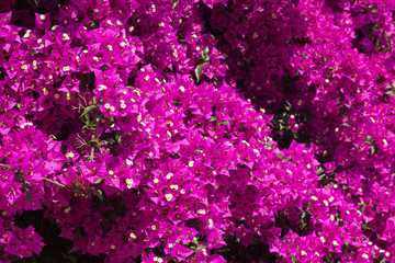 Closeup of Bougainvillea flowers