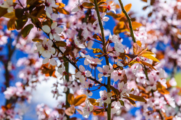 Branches of the blossoming paradise apple tree