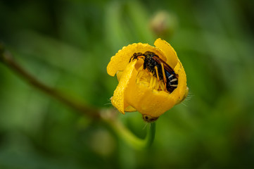 Insekt schlafend in Blüte