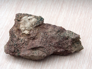 ancient fossilized echinoderms