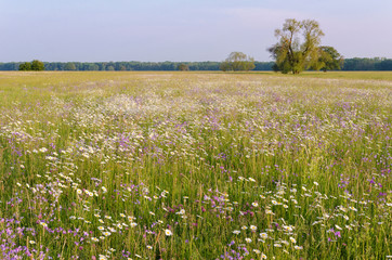 beautiful field in the countryside filled with blooming spring flowers