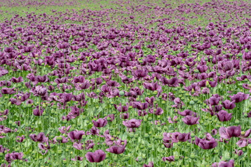 Obraz premium Purple poppy blossoms in a field. (Papaver somniferum). Poppies, agricultural crop.