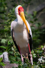 Fototapeta premium White stork (mycteria cinerea) in Bird's nest.