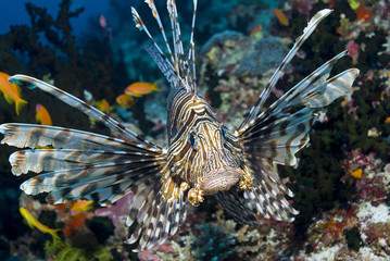 Approaching Red Lionfish (Common Lionfish) between corals
