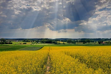 Fotobehang kwitnienie rzepaku © Janusz Lipiński