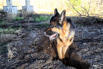 Dog German Shepherd outdoors in a summer