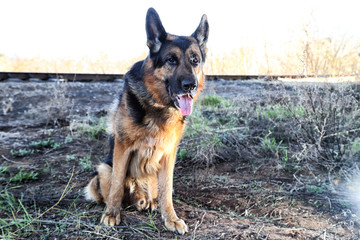 Dog German Shepherd outdoors in a summer