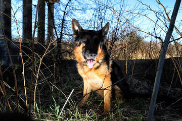 Dog German Shepherd outdoors in a summer