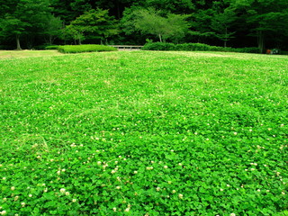 初夏の草原と林風景