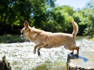 chihuahua jumping in nature