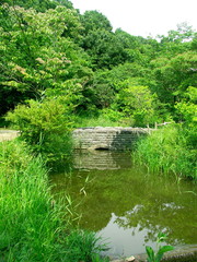 Obraz premium 橋のある新緑の風景