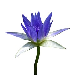 blue lotus isolated on white background