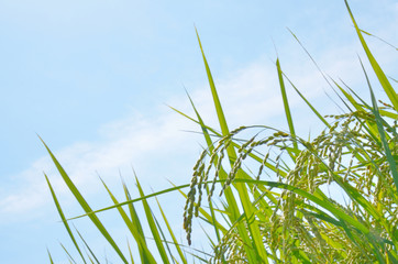 稲穂 さわやかな青空